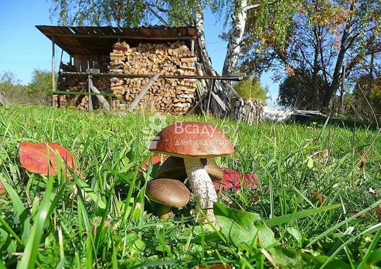 Выращиваем лесные грибы на дачном участке