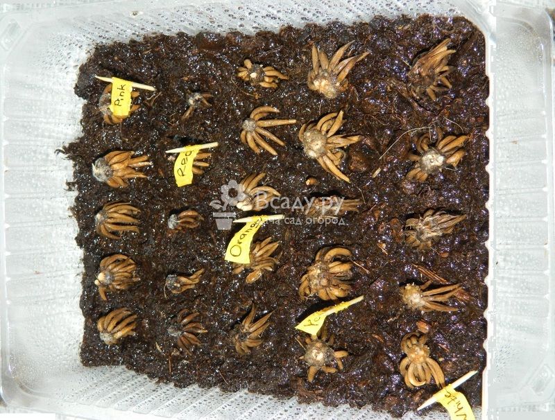 Ранункулюс - посадка и уход в открытом грунте и в домашних условиях