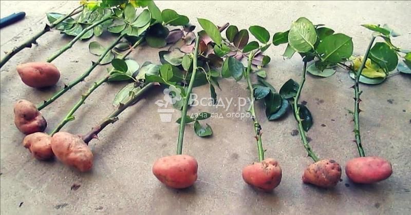 Выращиваем розы в картошке - лучше приживаемость, обильнее цветение