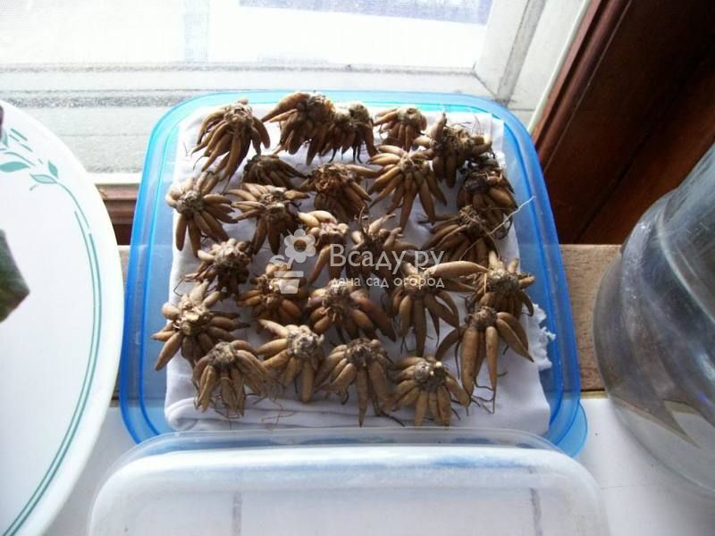 Ранункулюс - посадка и уход в открытом грунте и в домашних условиях